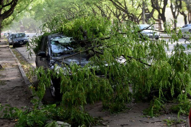 El temporal causó la caída de árboles y carteles en la vía pública, el corte del suministro eléctrico.