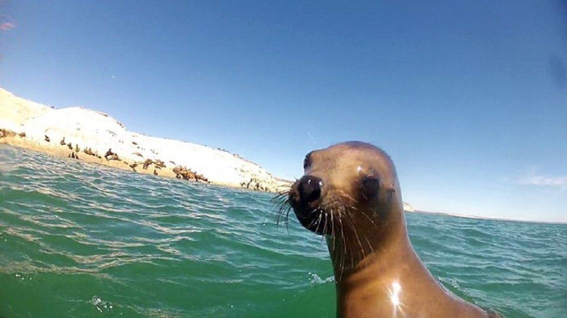 Puerto Madryn: criaturas oceánicas en su máximo esplendor