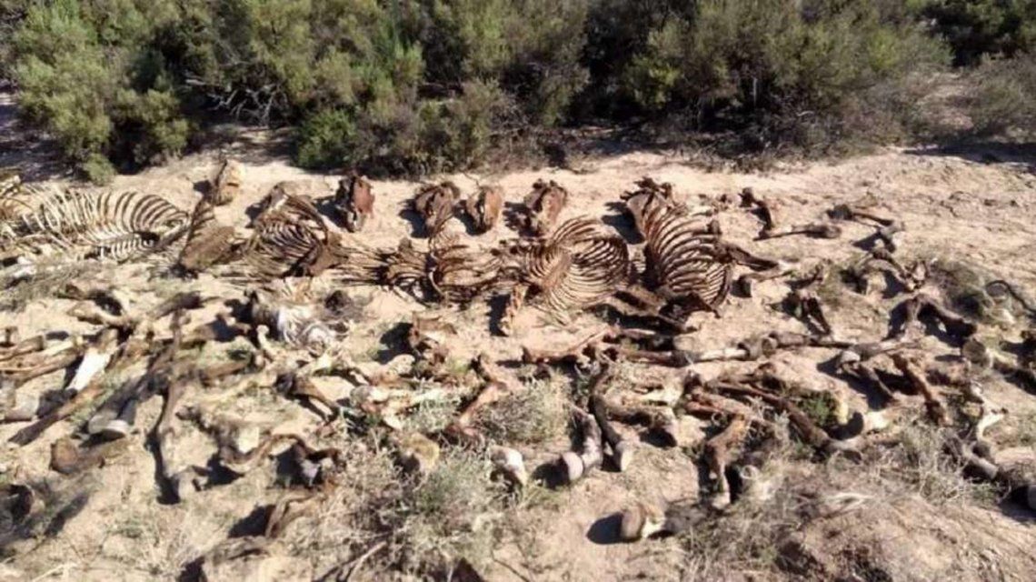 Hallaron un matadero clandestino de caballos en Mendoza