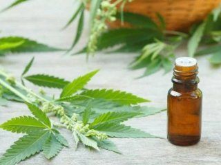 jujuy sera la primera provincia en producir aceite de cannabis medicinal jujuy sera la primera provincia en producir aceite de cannabis medicinal