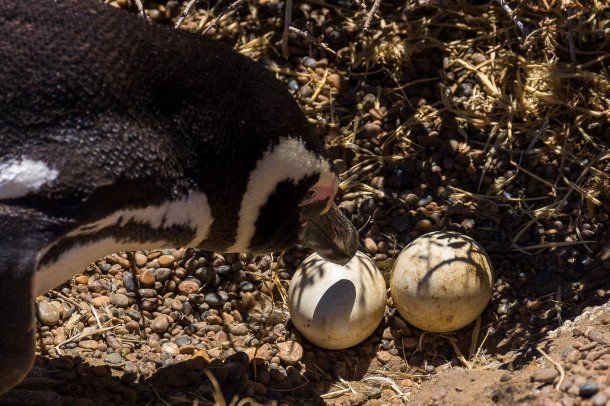 Los pingüinos son la mayor atracción de la estancia San Lorenzo<br>