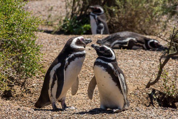 Pareja de pingüinos en la estancia San Lorenzo<br>