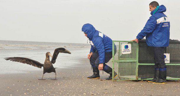 (Foto: Fundación Mundo Marino)<br>
