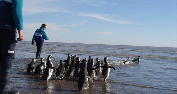 (Foto: Fundación Mundo Marino)