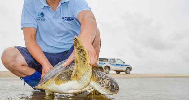 (Foto: Fundación Mundo Marino)