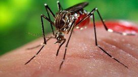 Confirman 4 casos de dengue en la Ciudad: todos fueron contraídos en Brasil Confirman 4 casos de dengue en la Ciudad: todos fueron contraídos en Brasil