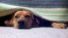 El perro se muestra perturbado y atemorizado ante los petardos El perro se muestra perturbado y atemorizado ante los petardos