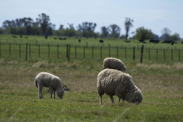 Corderos bonaerenses<br>