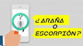 ¿Es araña o escorpión?: la app para identificar si es venenoso o no ¿Es araña o escorpión?: la app para identificar si es venenoso o no