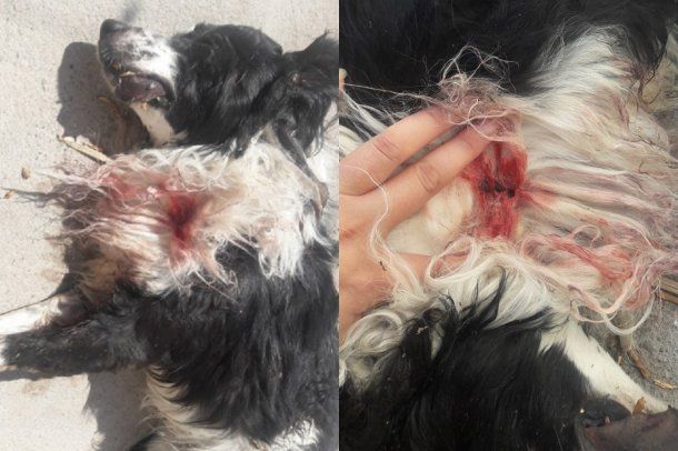 La perrita Luli fue asesinada de un balazo mientras jugaba en el jardín.