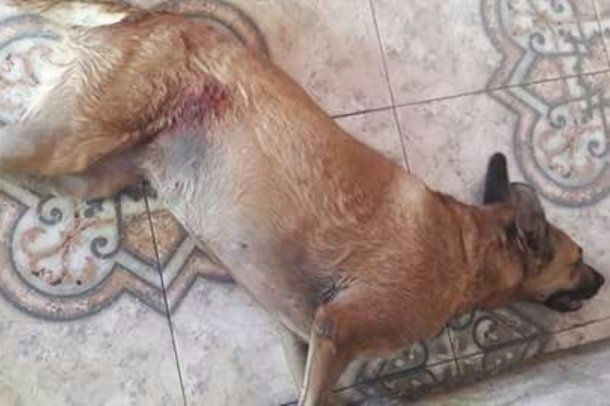 El perro fue asesinado frente a varios niños en la vereda.