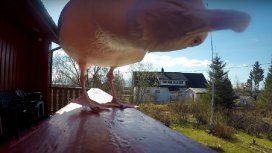 Una gaviota se robó una GoPro Una gaviota se robó una GoPro