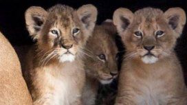 Crueles: un zoológico sacrificó nueve cachorros de león por falta de espacio Crueles: un zoológico sacrificó nueve cachorros de león por falta de espacio