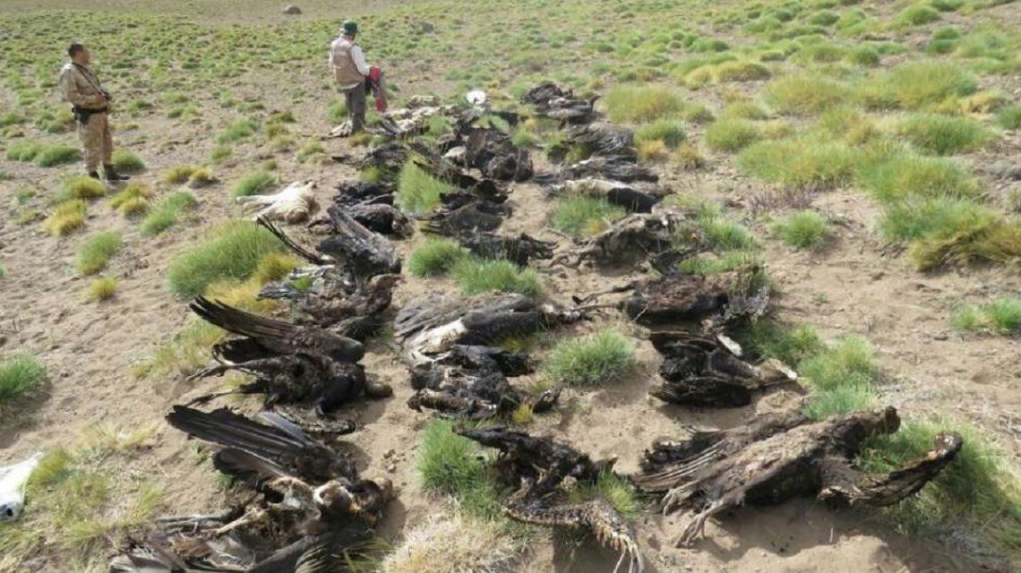 Encontraron 34 cóndores muertos en Mendoza