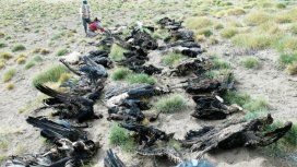 Encontraron 34 cóndores muertos en Mendoza Encontraron 34 cóndores muertos en Mendoza