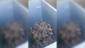 París, infestado de ratas por culpa de la incivilidad de sus habitantes París, infestado de ratas por culpa de la incivilidad de sus habitantes