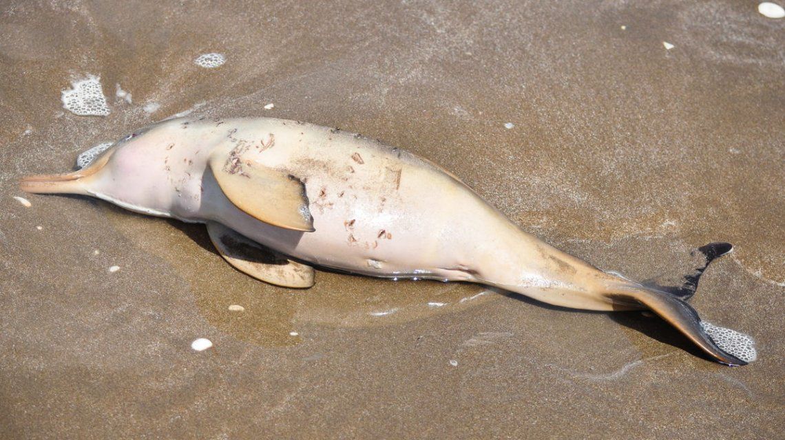 Conmoción por la aparición de 14 delfines muertos en las playas del Partido de la Costa