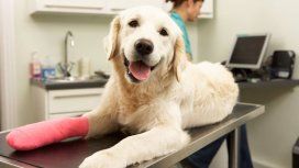 Prohíben el uso y la venta de una serie de productos veterinarios en todo el país Prohíben el uso y la venta de una serie de productos veterinarios en todo el país