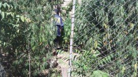 Mamá mono tenía 200 plantas de marihuana de más de 2 metros cada una Mamá mono tenía 200 plantas de marihuana de más de 2 metros cada una