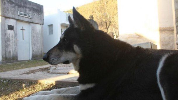 Murió Capitán, el perro que visitaba la tumba de su amo - Crédito: La Voz