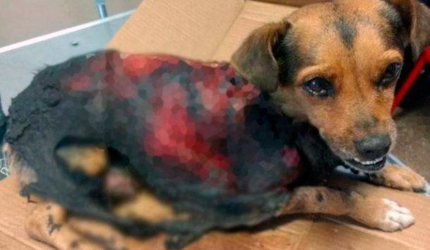 Así la encontraron despellejada a la perrita en Córdoba