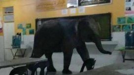 VIDEO: Un elefante se metió en una escuela y tuvieron que desalojarla VIDEO: Un elefante se metió en una escuela y tuvieron que desalojarla
