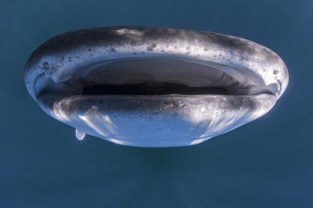 Impactantes imágenes de tiburón ballena captadas por un fotógrafo bajo el agua
