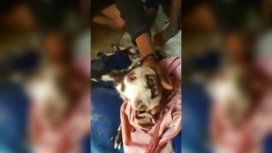 La cabra se alimenta por ambas caras La cabra se alimenta por ambas caras