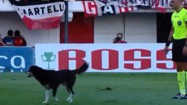 Un perro invadió la cancha en Chacarita vs Racing Un perro invadió la cancha en Chacarita vs Racing