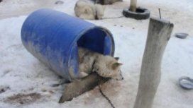 Denuncian maltrato de perros que son utilizados para paseos en trineo Denuncian maltrato de perros que son utilizados para paseos en trineo