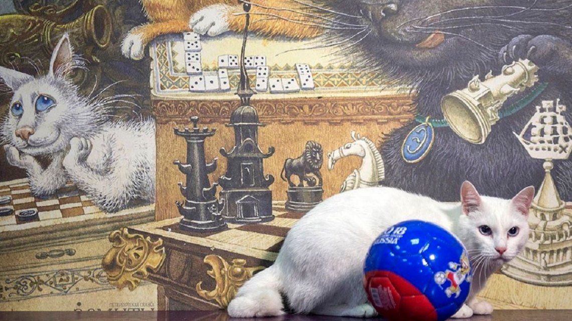 Aquiles, el gato sordo que será el sucesor del pulpo Paul en el Mundial de Rusia Aquiles, el gato sordo que será el sucesor del pulpo Paul en el Mundial de Rusia