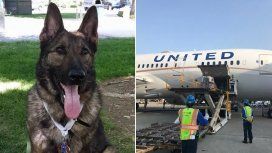Irgo, el perrito al que mandaron por error a Japón Irgo, el perrito al que mandaron por error a Japón