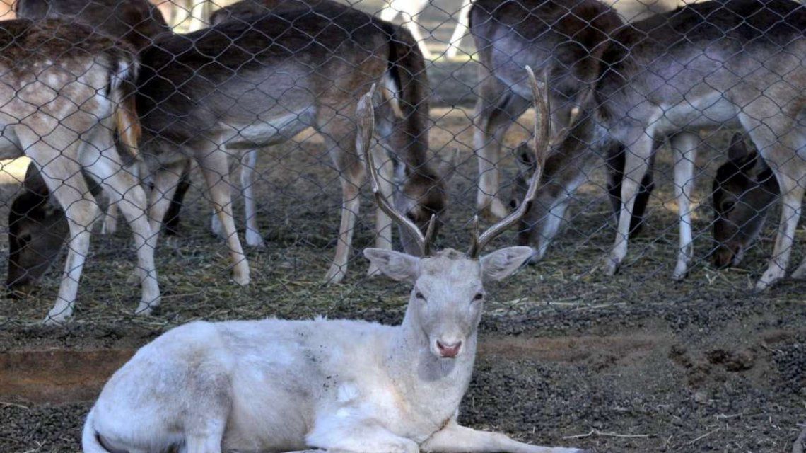 Mendoza: el ex zoo abre la inscripción para adoptar animales