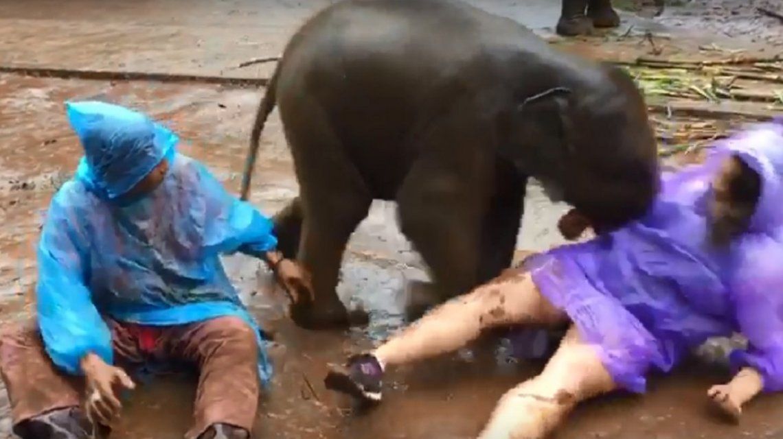 Un elefante bebé se acostó sobre una turista