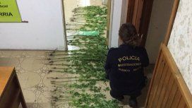 La Policía también confiscó plantines de marihuana y armas La Policía también confiscó plantines de marihuana y armas