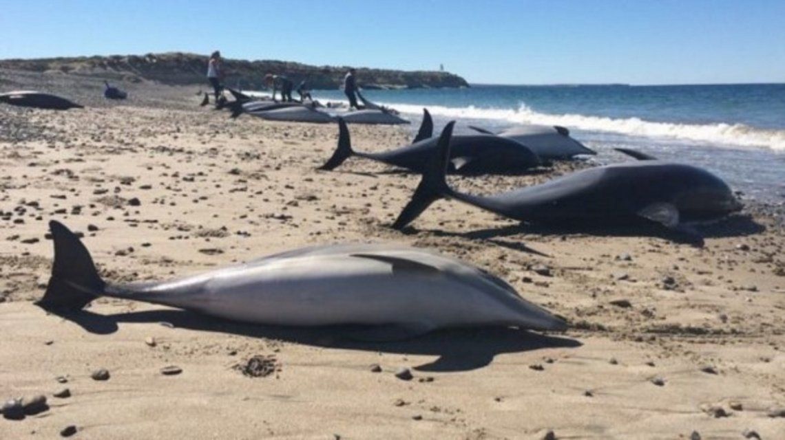 Caminaban por las playas de Puerto Madryn y se encontraron con un panorama nunca visto: 49 delfines muertos