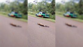 El hombre se llevó puesta a la yaguareté porque iba a una velocidad de 100 km/h El hombre se llevó puesta a la yaguareté porque iba a una velocidad de 100 km/h