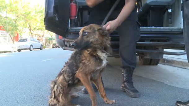 Los perros fueron rescatados esta semana