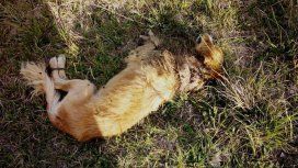 El perro fue abandonado atado a la intemperie El perro fue abandonado atado a la intemperie