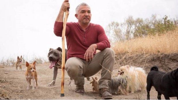 El ladrón entrando a la casa y varios de los perros del presentador haciéndole frente.