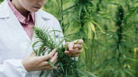 ¿Cuáles son los requisitos para la siembra y cultivo de marihuana en la Argentina? ¿Cuáles son los requisitos para la siembra y cultivo de marihuana en la Argentina?