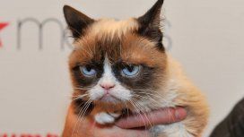 Grumpy Cat Grumpy Cat