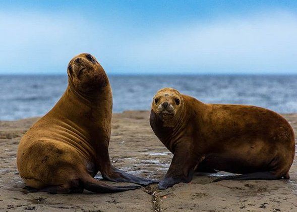 Lobos marinos en Puerto Pirámides. Foto: Emanuel Pistara. <br>