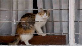 Los gatos estaban entrenados Los gatos estaban entrenados