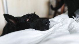 El perro, un guardián impecable con un método muy particular El perro, un guardián impecable con un método muy particular