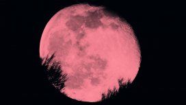 Luna Rosa: hoy se verá un fenómeno astronómico que no se da desde hace 50 años Luna Rosa: hoy se verá un fenómeno astronómico que no se da desde hace 50 años