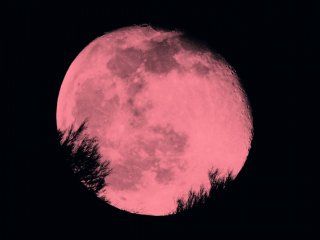 luna rosa: hoy se vera un fenomeno astronomico que no se da desde hace 50 anos