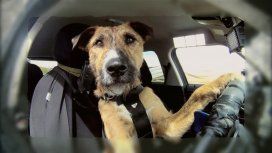 Un año perruno no son siete humanos Un año perruno no son siete humanos