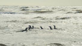 Hallan por primera vez plástico en pingüinos de la Antártida Hallan por primera vez plástico en pingüinos de la Antártida
