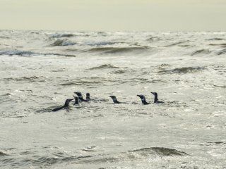 hallan por primera vez plastico en pingüinos de la antartida hallan por primera vez plastico en pingüinos de la antartida